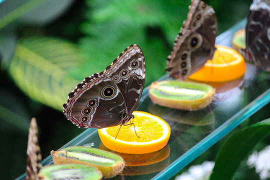 Blue banded morpho butterfly on an orange