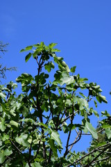Fichi in maturazione