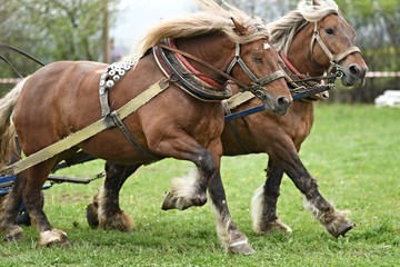 Belgian Heavy Horses