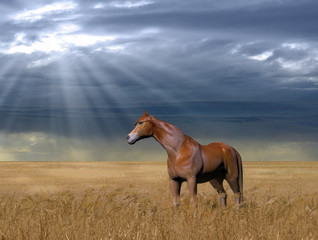 Obraz premium Horse in a Golden Wheat Field