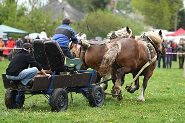 Belgian Heavy Horses