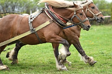 Belgian Heavy Horses