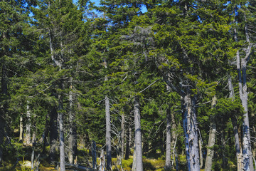 Fototapeta premium Fir trees in the Wood