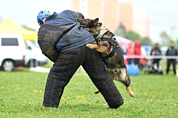 Chien de Garde 

