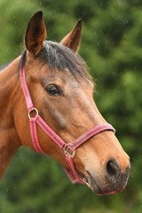 Obraz premium Belgian Heavy Horses