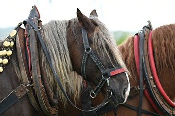 Belgian Heavy Horses