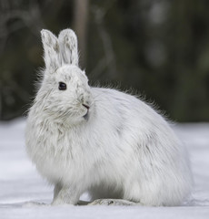 Alaskan Hare in Winter