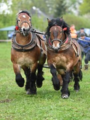 Belgian Heavy Horses