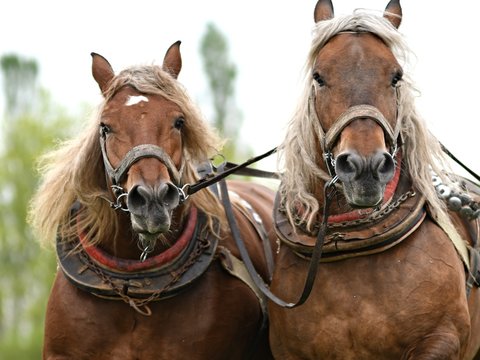 chevaux