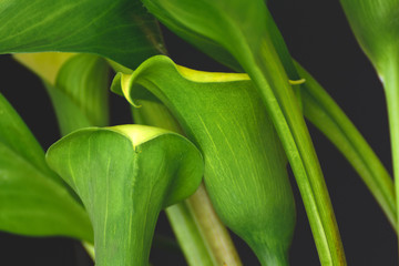 Obraz premium Blooming Callas