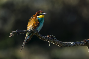 European bee-eater