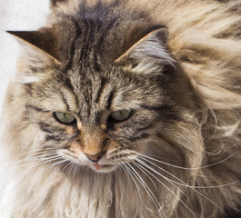 furry male cat  of siberian breed, kitten face