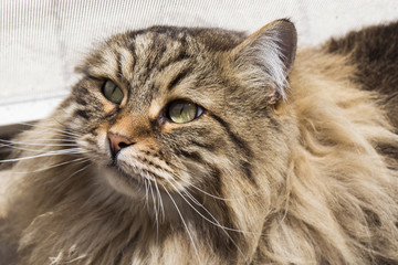 furry male cat  of siberian breed, kitten face