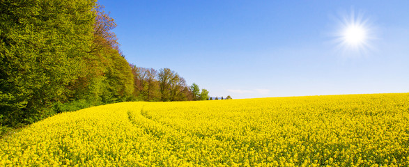 Rapsfeld im Frühling bei Hegenlohe, Baden Württemberg © Jürgen Fälchle