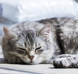 silver cat sleeping on the floor, siberian breed