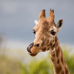 Wallpaper murals Giraffe Comical giraffe with his tongue out.
