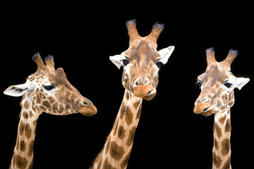 Naklejka premium Giraffe trio