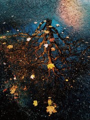 Reflection of Tree