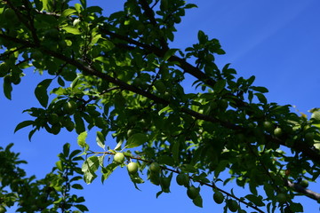 Prugne in maturazione