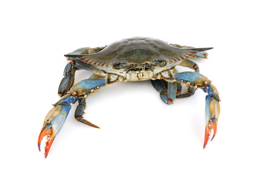 live blue crab isolated on white background