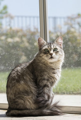 Naklejka premium Silver cat of siberian breed in the garden 