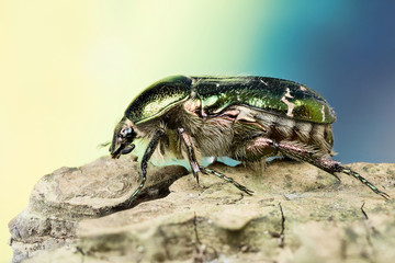 Focus Stacking - Beetle - Rose Chafer