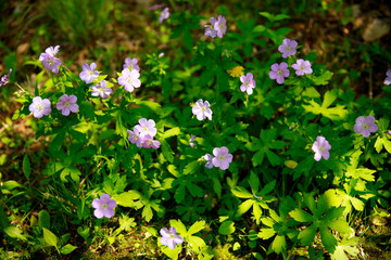 Obraz na płótnie Canvas little purple flowers