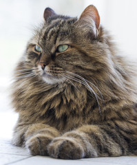 brown furry kitten of siberian breed, lying in the garden