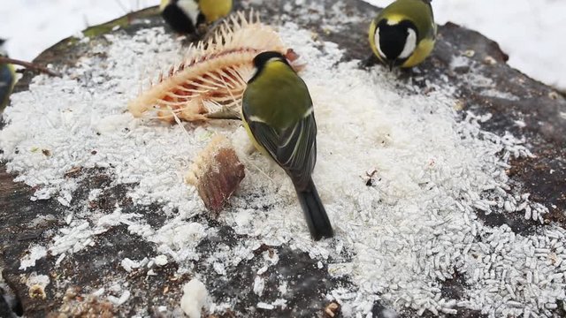 Birds Tits close-up winter. Food pecking on a wooden stump. On a frosty day