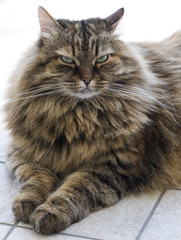 brown furry kitten of siberian breed, lying in the garden