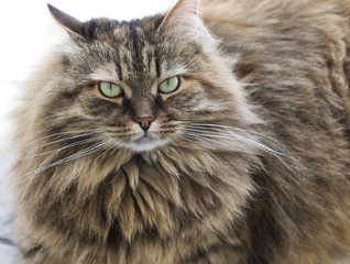 brown furry kitten of siberian breed, lying in the garden