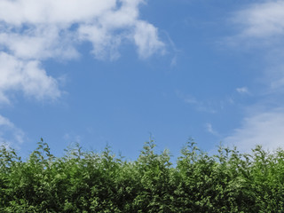 Fototapeta premium Shrubs and sky