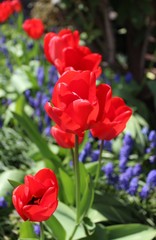 Red tulips with muscari in a spring garden