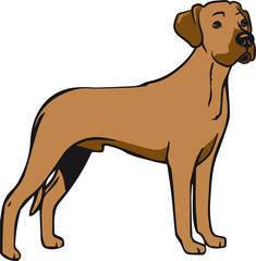 Hund Rhodesian Ridgeback