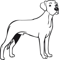 Hund Rhodesian Ridgeback