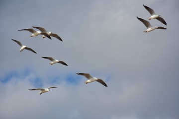 Flying seagulls