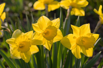 Yellow daffodils on a meadow closeup. Nature