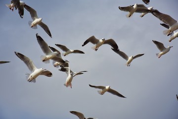 Flying seagulls