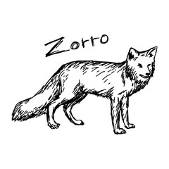 zorro standing - vector illustration sketch hand drawn with black lines, isolated on white background