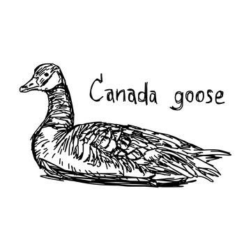 canada goose - vector illustration sketch hand drawn with black lines, isolated on white background
