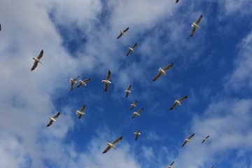 Flying seagulls