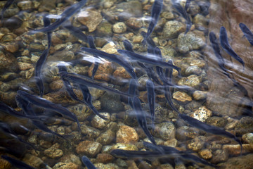 Hooligan Run in Alaska