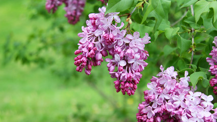 Pink fragrant Lilacs