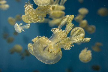 sea