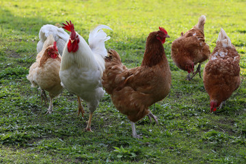 Hens from free range.