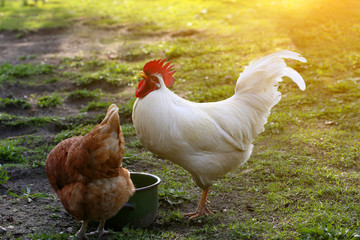 Hens from free range.