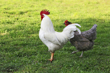 Hens from free range.