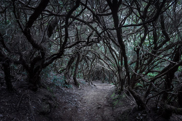 Forêt de lauriers de l'Anaga, Tenerife, Canaries