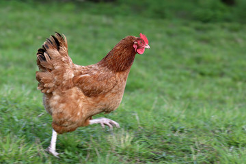 Hens from free range.