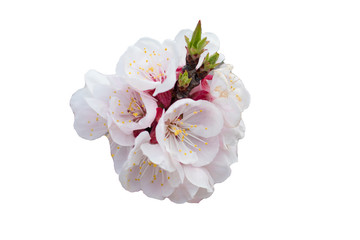 Beautiful spring flower isolated white background